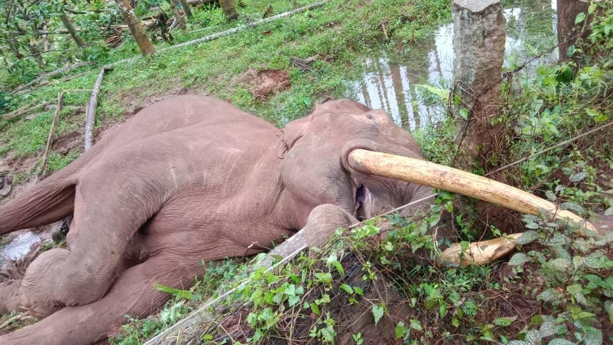 Tusker dies of electrocution in Chikkamagaluru in Karnataka