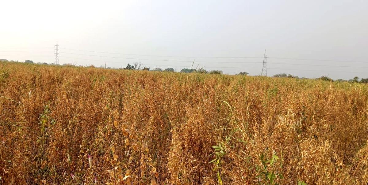 Dried red gram crop on Mallinath Hullur’s field at Hawanur village in Afzalpur taluk of Kalaburagi district in Karnataka. 