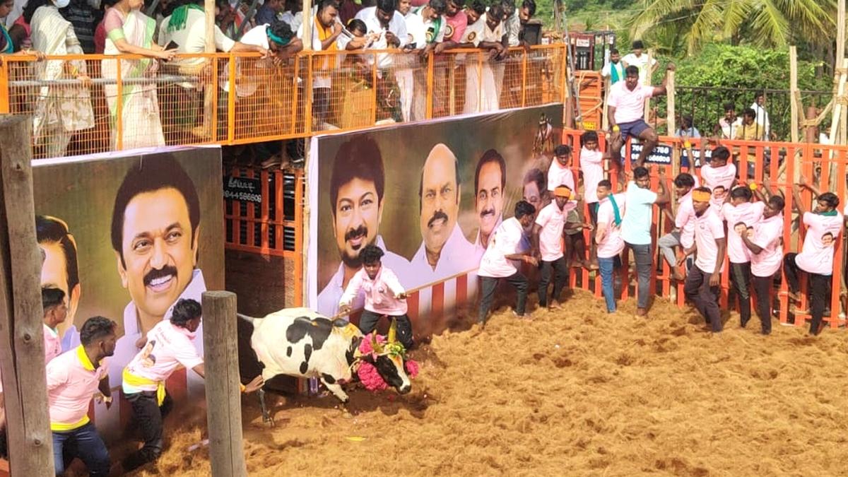 Over 700 bulls take part in Thammampatti jallikattu in Salem district