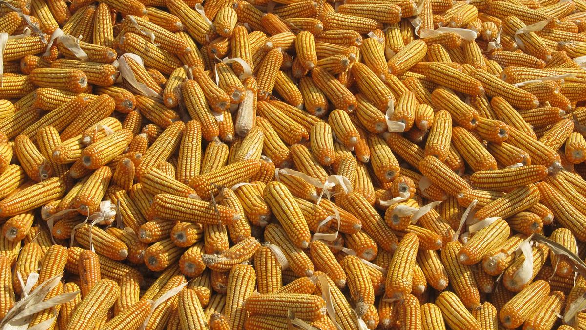 Karnataka allows poultry feed producers to procure maize directly from farmers