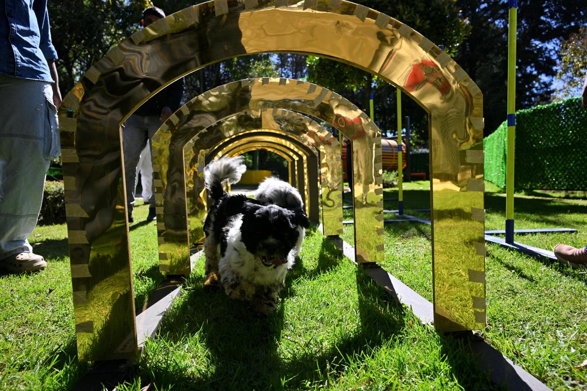 Doggie crawl, archway run, stepping riser, teeter-totter, hoop jump and weave poles are installed at the park for training purposes