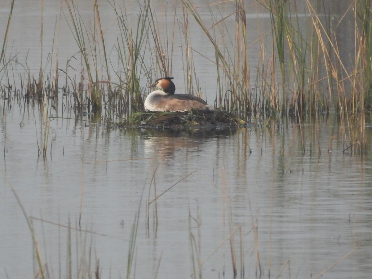 A great crested grebe in Visakhapatnam.