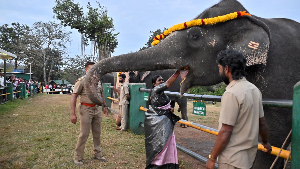 Elephant Pongal celebrated at Theppakadu camp