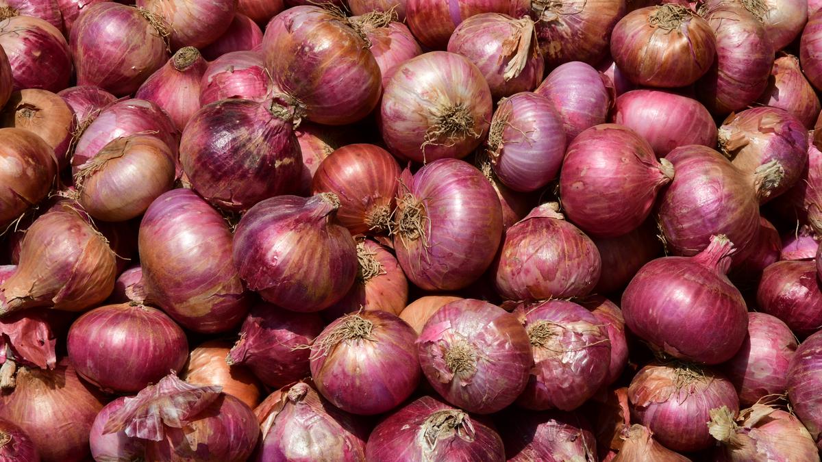 Onion prices shoot up in Coimbatore The Hindu