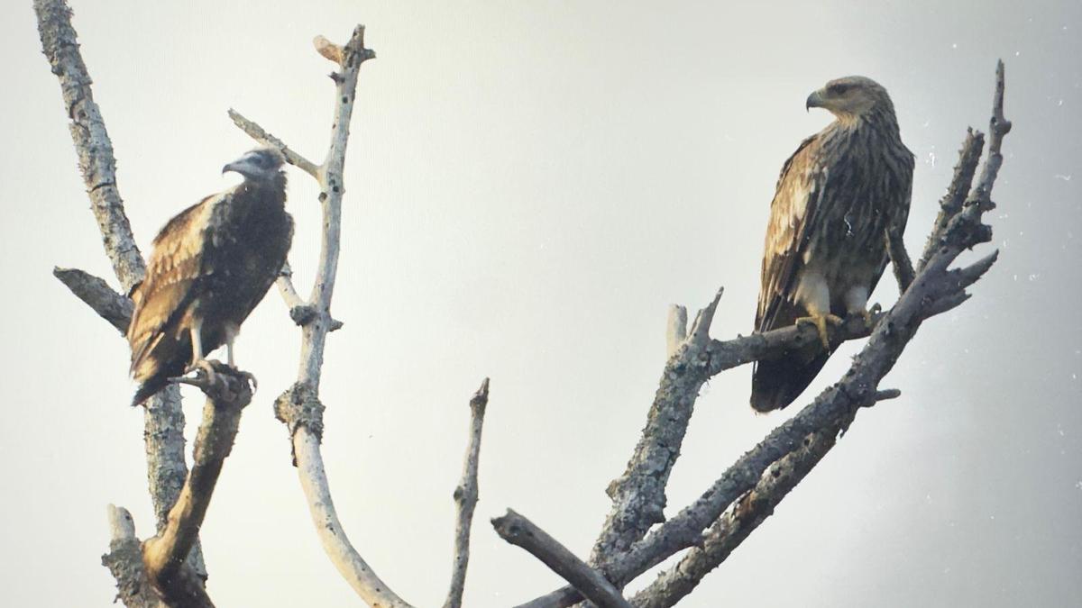 Rare Imperial Eagle spotted in Mudumalai Tiger Reserve