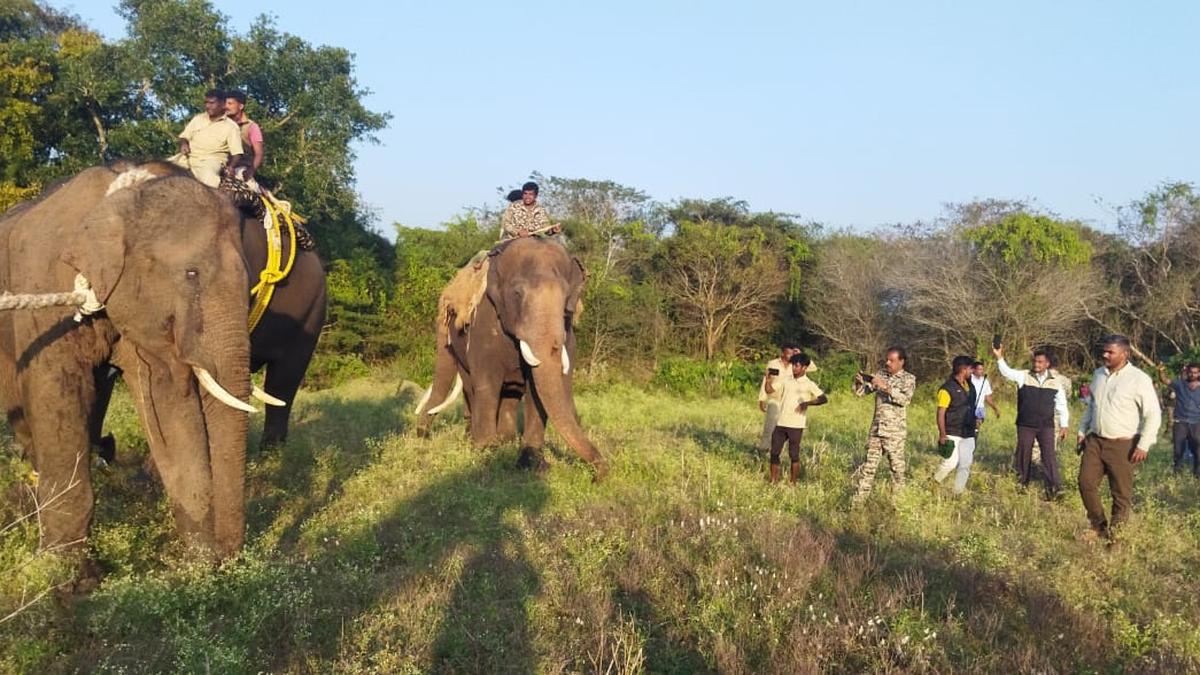 Elephant captured  