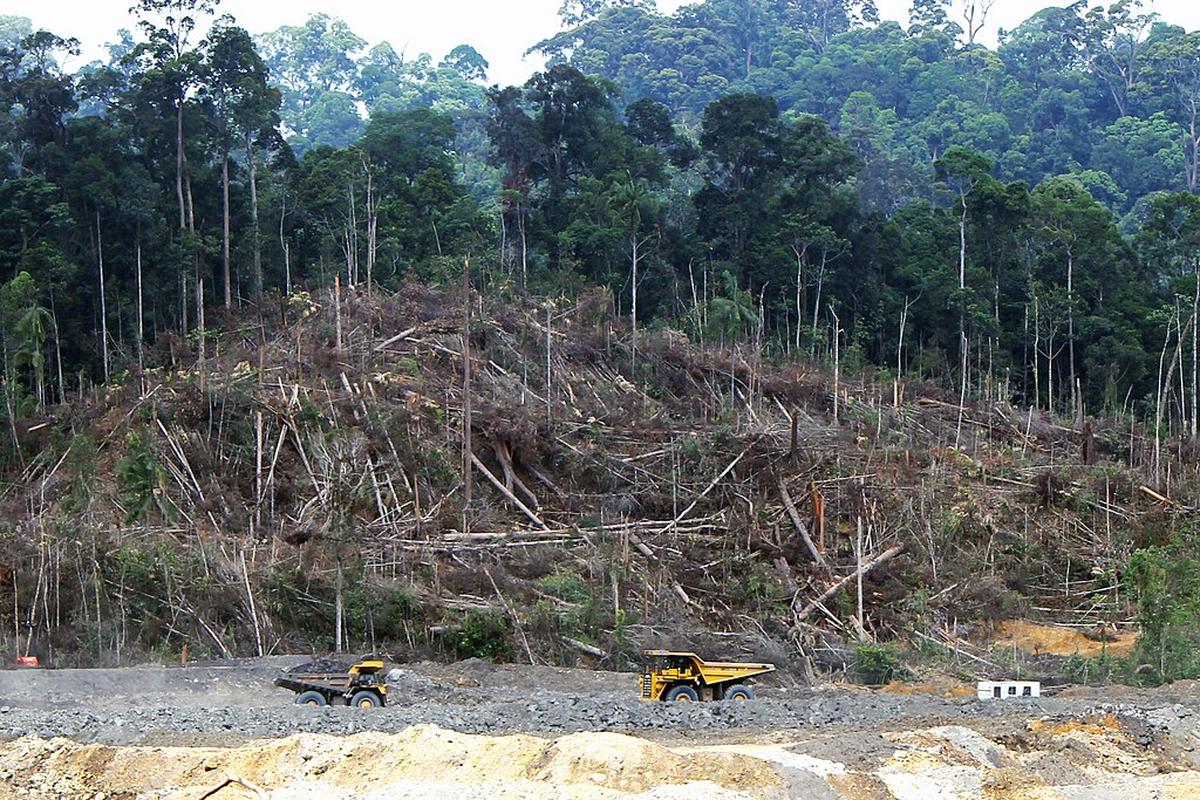 Deforestation in Borneo