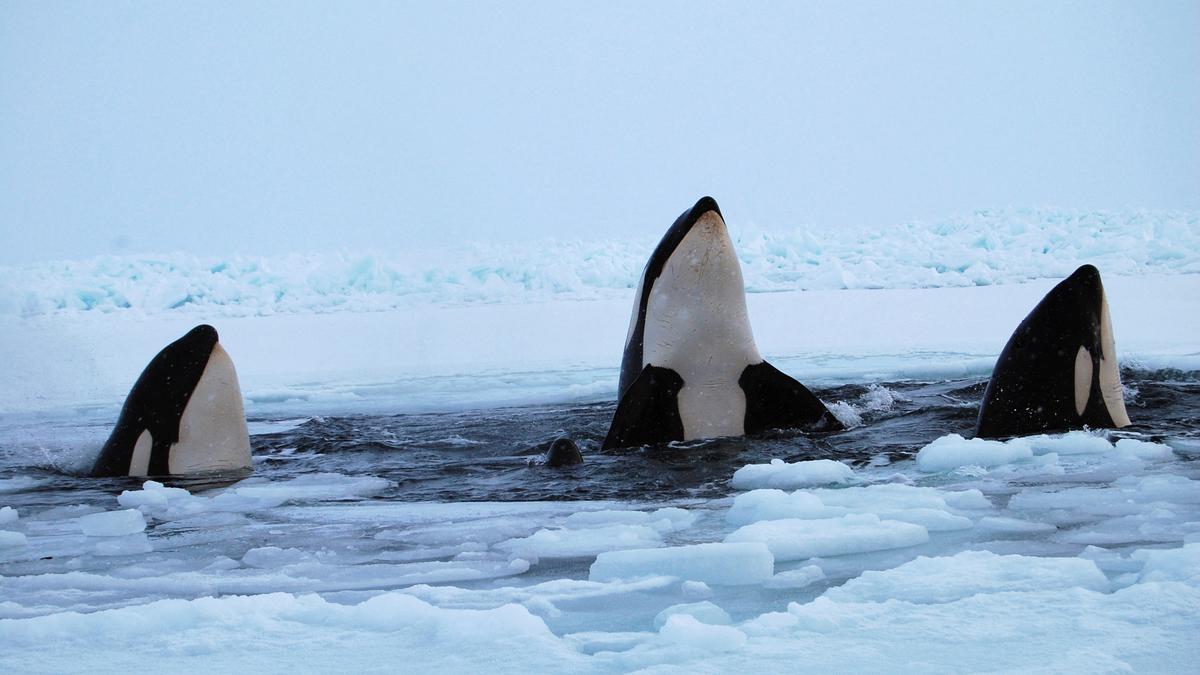 Why did menopause evolve? New study of whales gives some clues