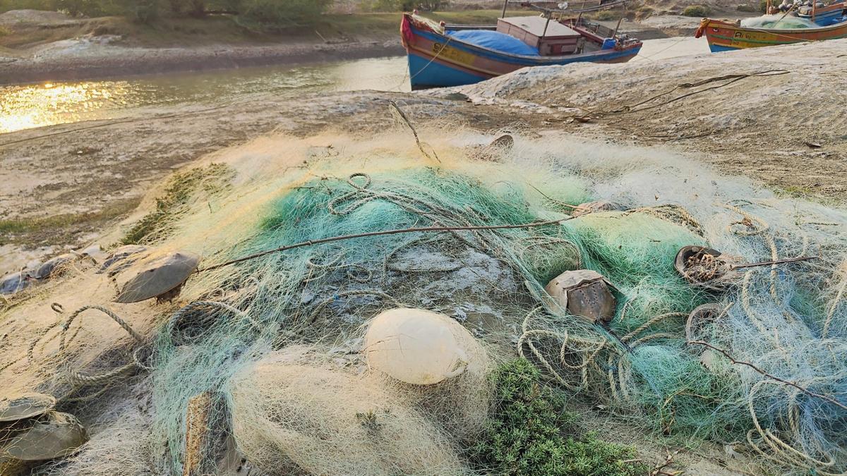 Environmentalists raise concerns over high mortality of rare horseshoe crabs along Odisha coast