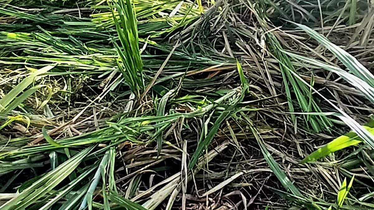 Top Tamil Nadu news developments today