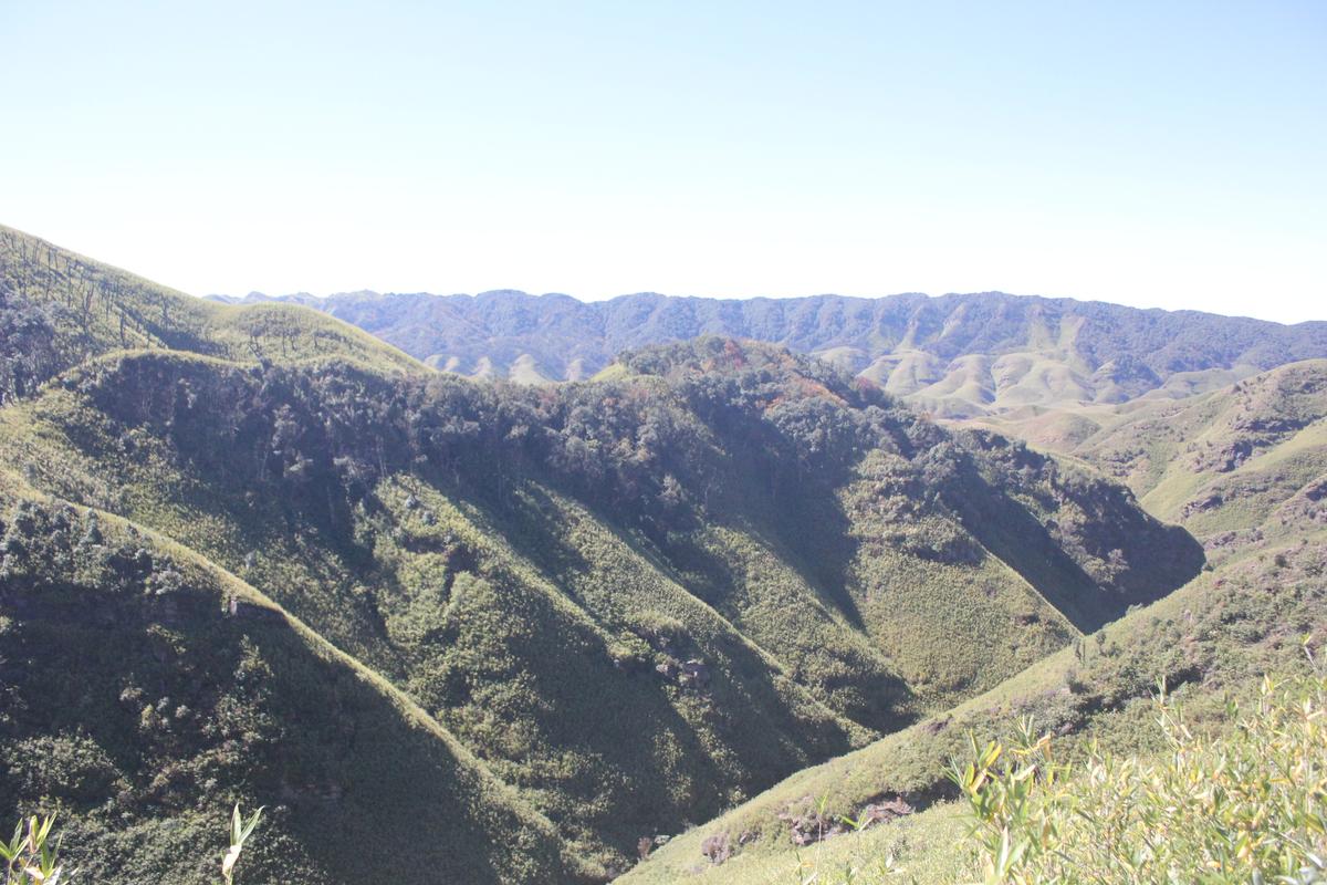 A view of Dzukou Valley with Rhododendron wattii.