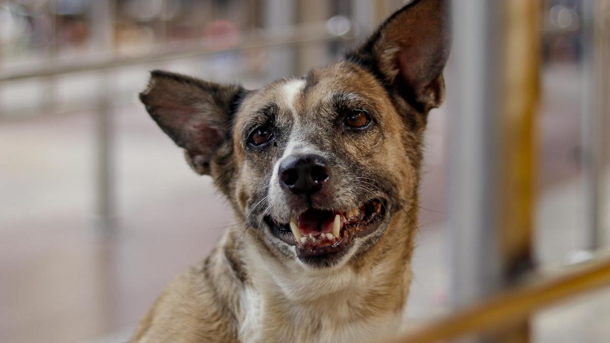 Activist groups urge SC to adopt humane approach to stray dog population