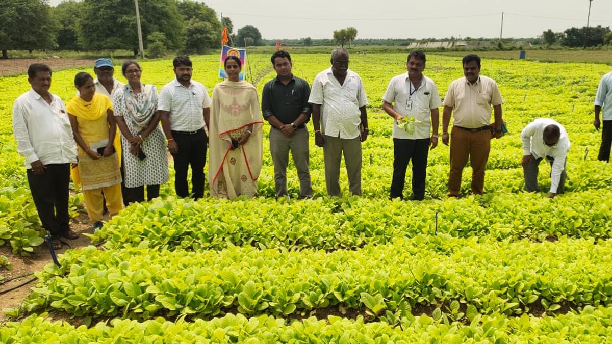 November rain in south coastal A.P. kindles hope in tobacco farmers for good winter crop