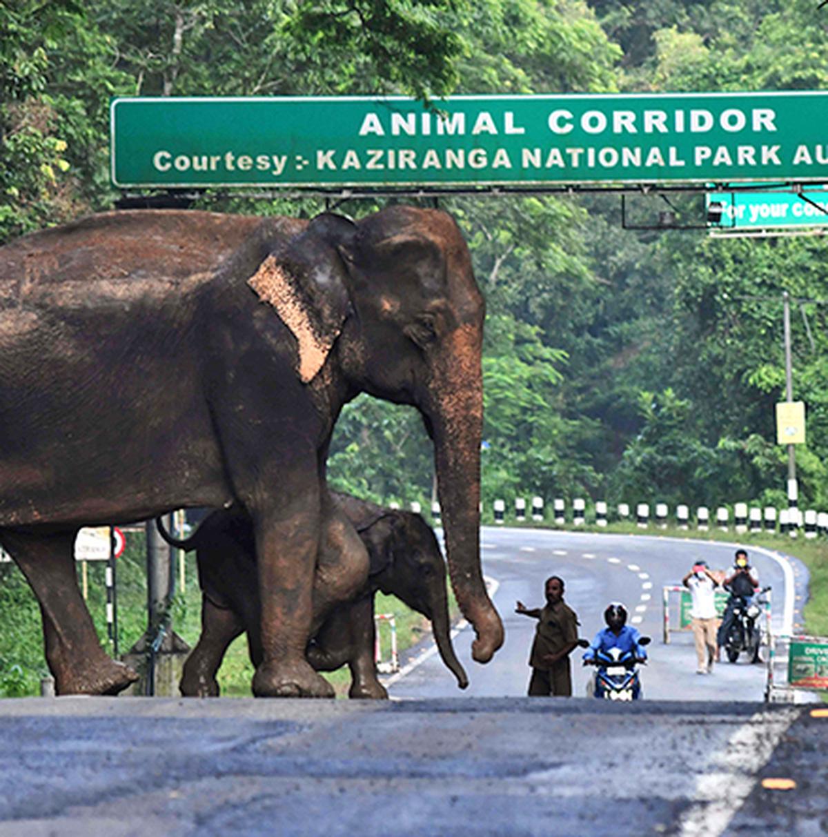 A wild elephant and a calf cross a National Highway at the Kaziranga National Park in India’s northeast state of Assam
