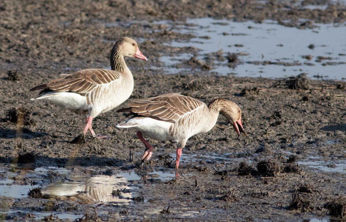 Greylag goose gatecrashes a winter party in a southern estuary