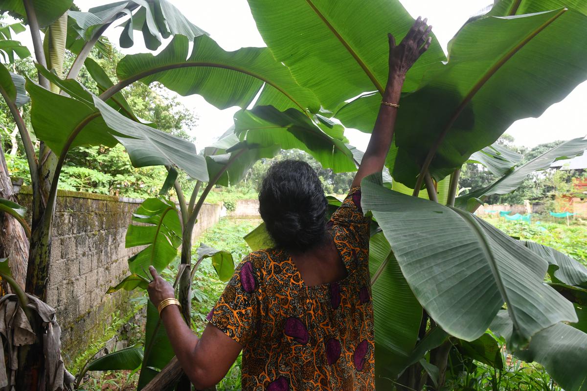 Leela Varghese collects a banana leaf to wrap parcels.