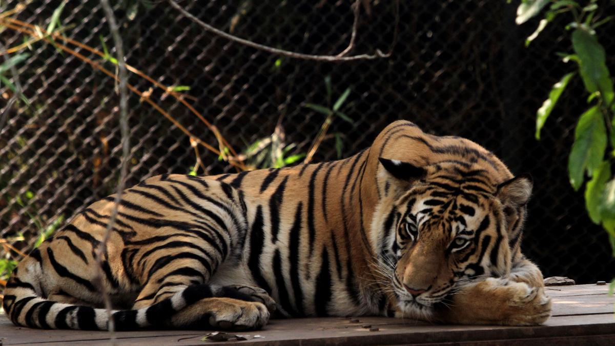 Odisha writes to NTCA for introduction of tigers in Similipal Tiger ...