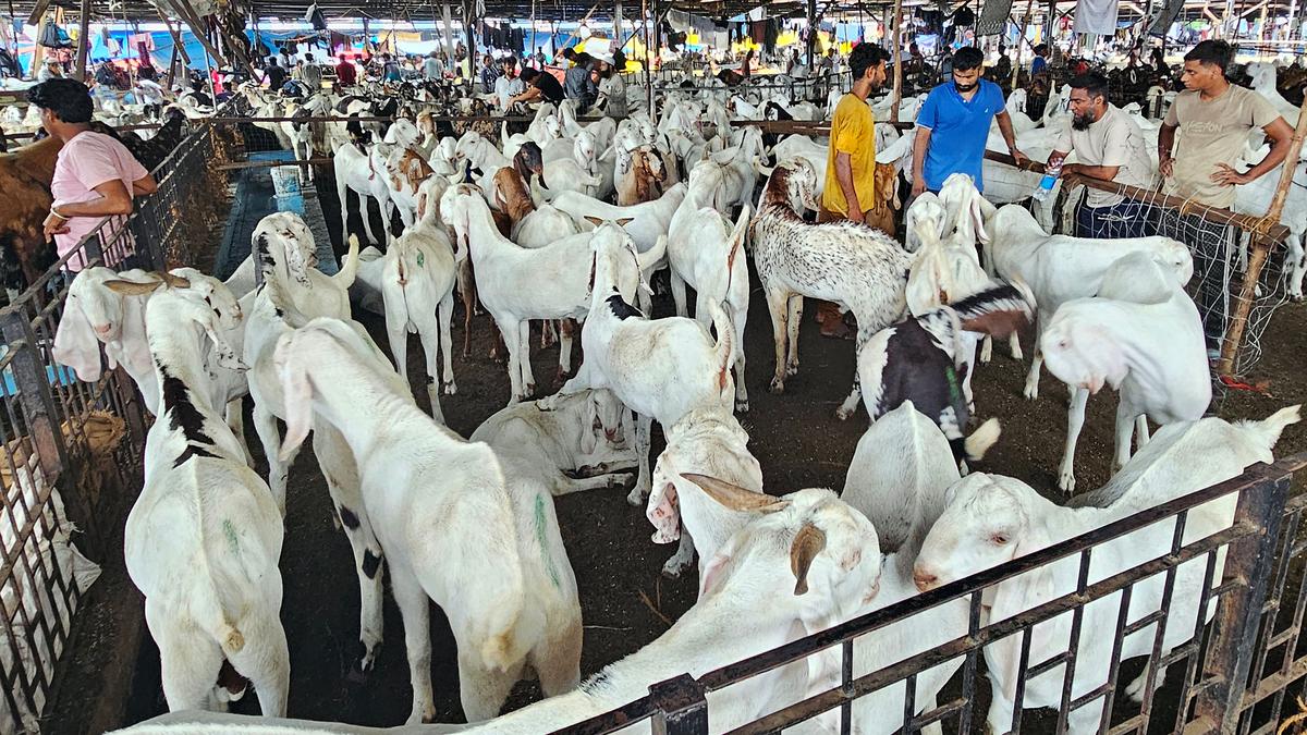 Bombay HC refuses to stay BMC circular on animal sacrifice during upcoming Bakrid