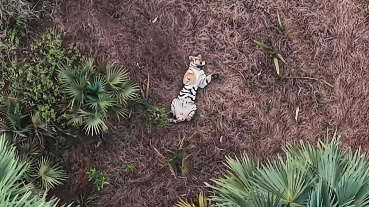 Andhra Pradesh prepares ground for translocation of two female tigers from Maharashtra, Madhya Pradesh