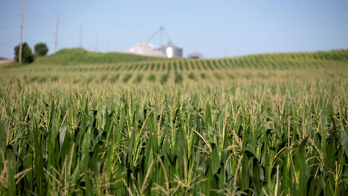 Why It Matters | Plants emit ultrasonic sounds when distressed