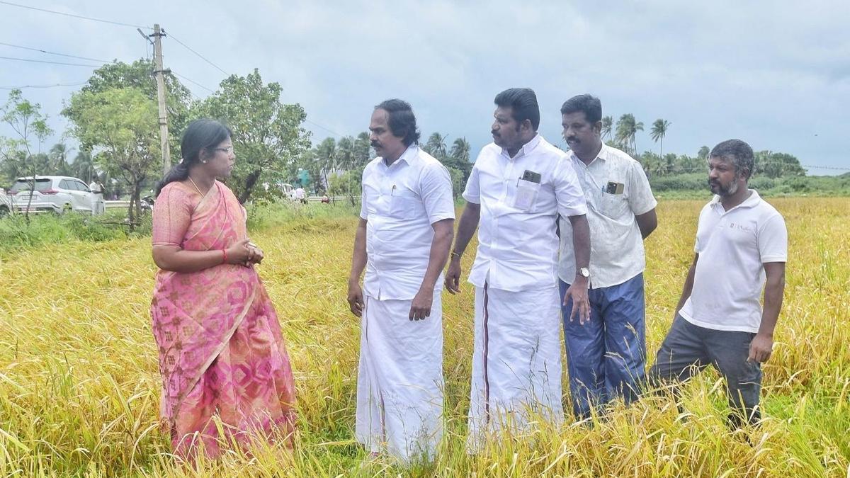 Minister Mano Thangaraj inspects rain-affected paddy fields in Thovalai taluk