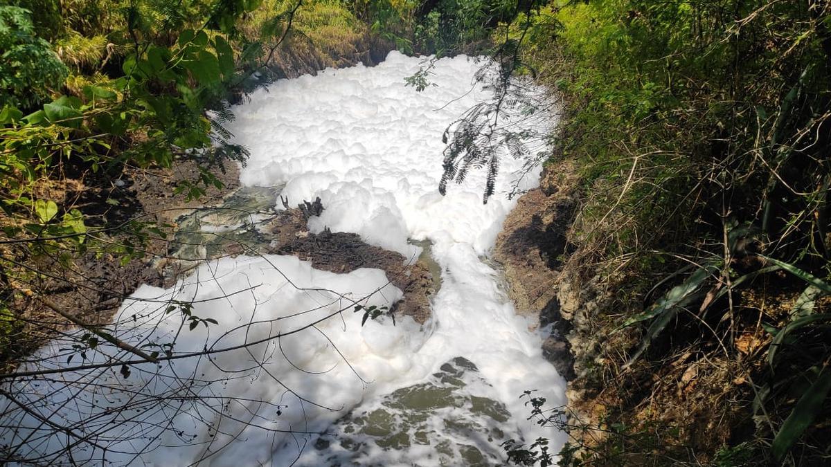 Samples collected from River Noyyal in Coimbatore under analysis to check pollution level