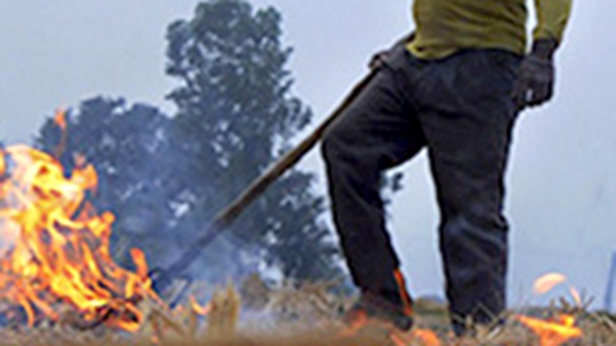 Supreme Court asks Commission of Air Quality Management to apprise it about steps taken to curb pollution, stubble burning