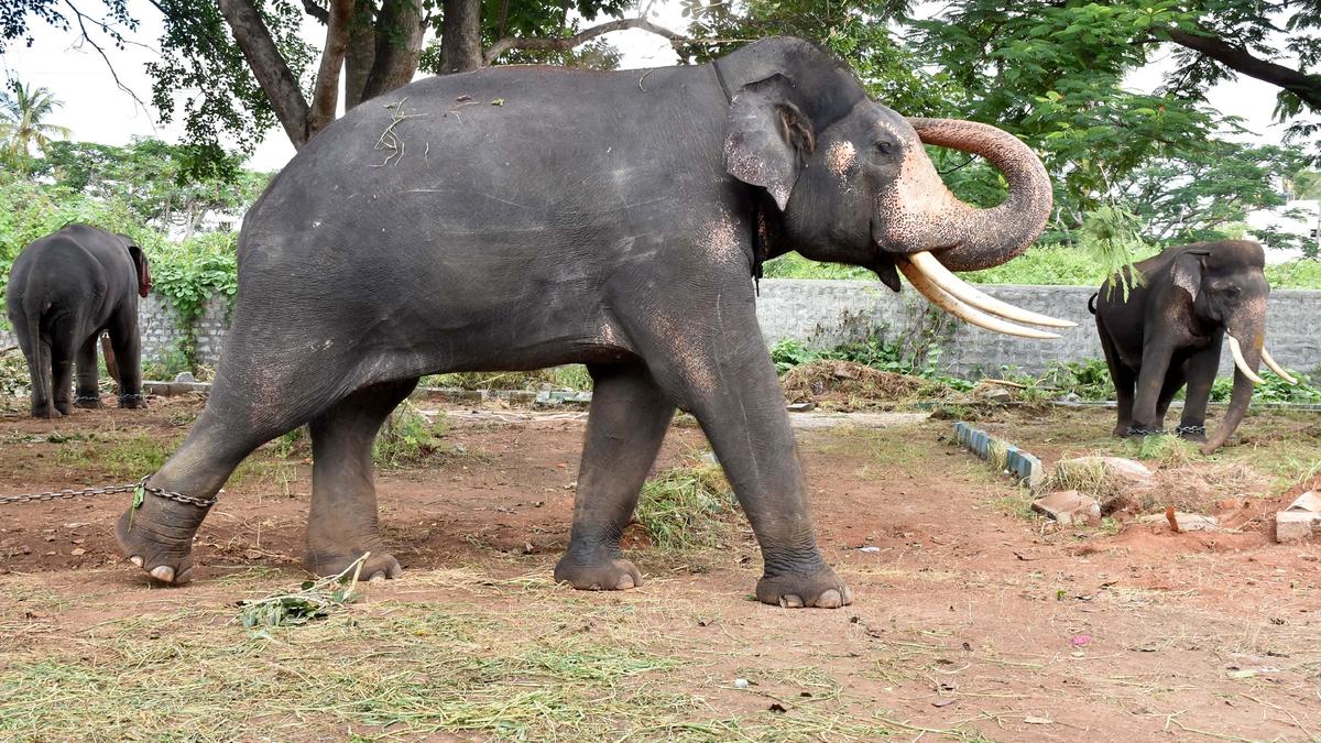Grand welcome awaits Dasara elephants as they enter palace today