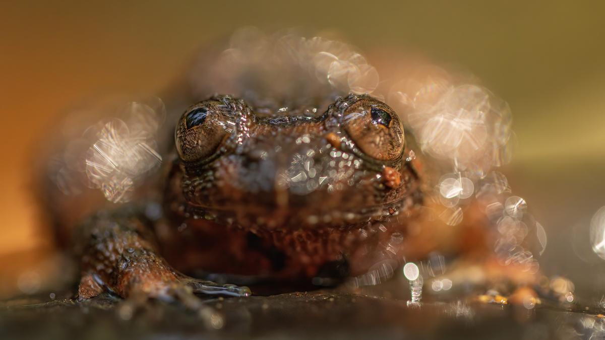 ‘Frogs carry the weight of our environment on their tiny shoulders’