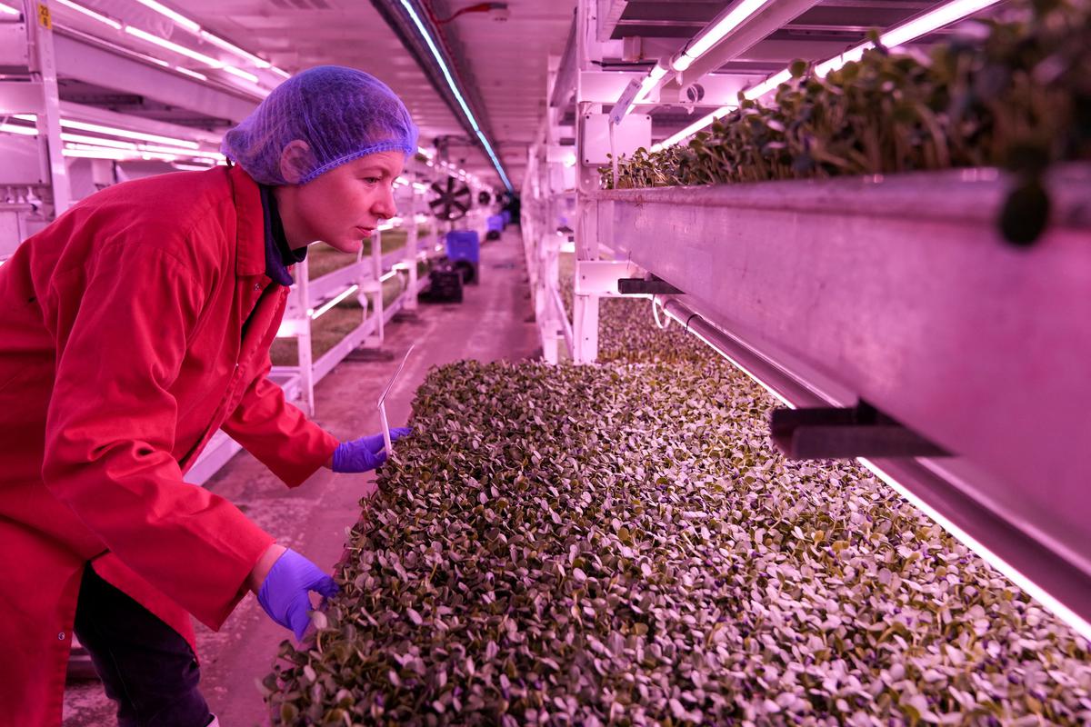 Food of the future: London air raid shelter to underground farm