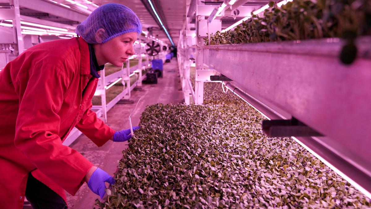 Food of the future: London air raid shelter to underground farm