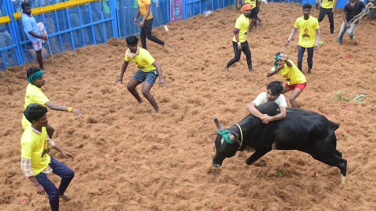 Year’s first jallikattu of T.N. attracts spectators in droves at Thatchankurichi, 74 injured