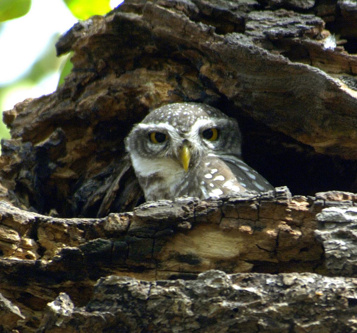 Spotted owlet at Theosophical Society in 