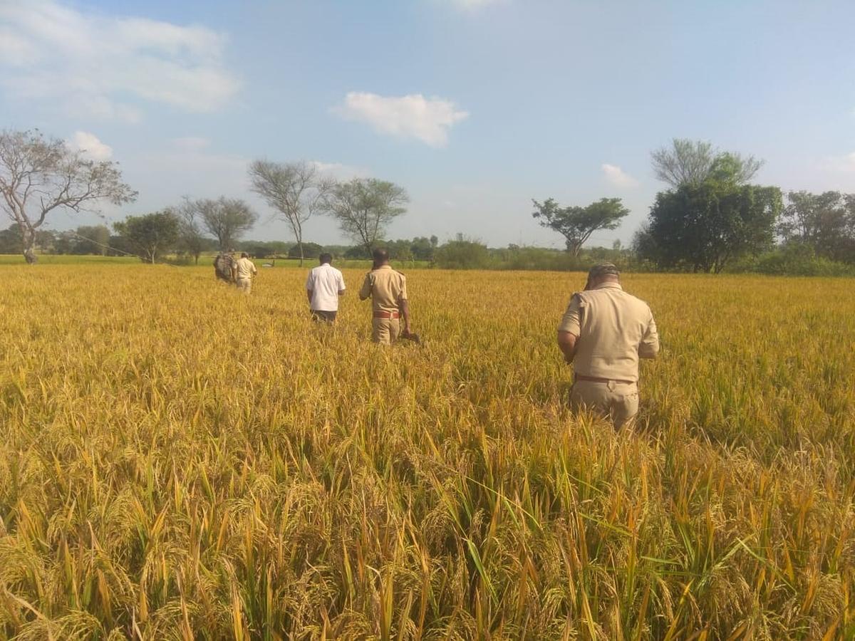 Sugarcane harvesting to be taken up in 23 villages where leopard sightings are frequent in T. Narsipur