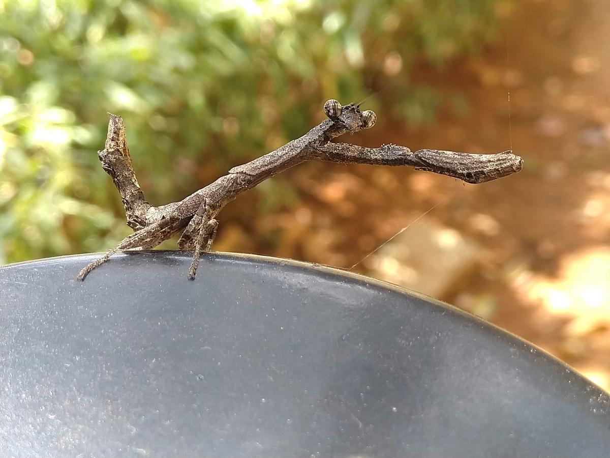 Twig mantis Twig mantis