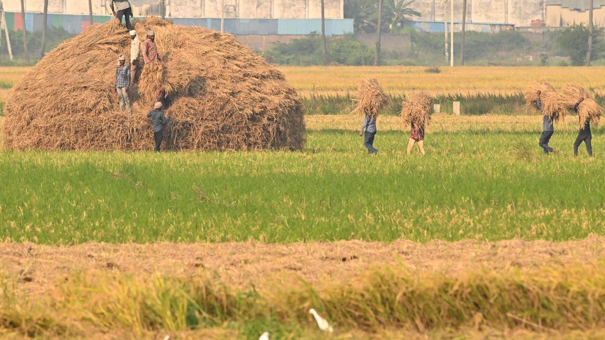 Harvesting of paddy begins in Kuttanad