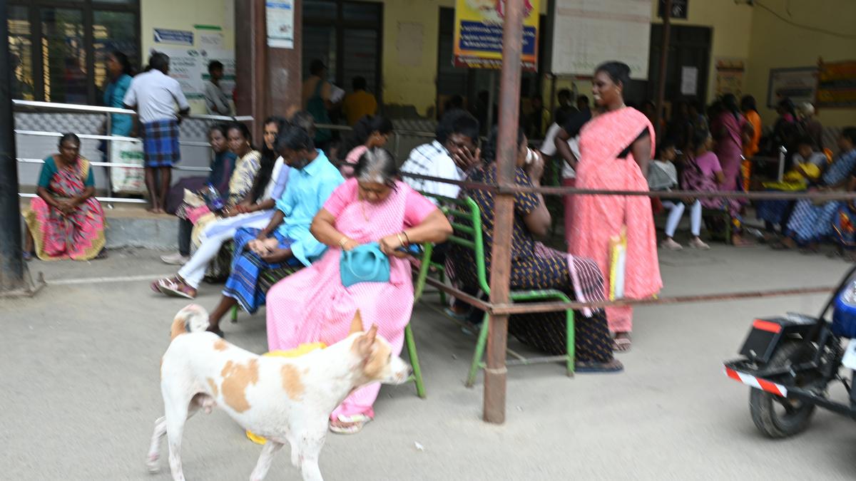 Stray dog menace in Thoothukudi Government Medical College Hospital