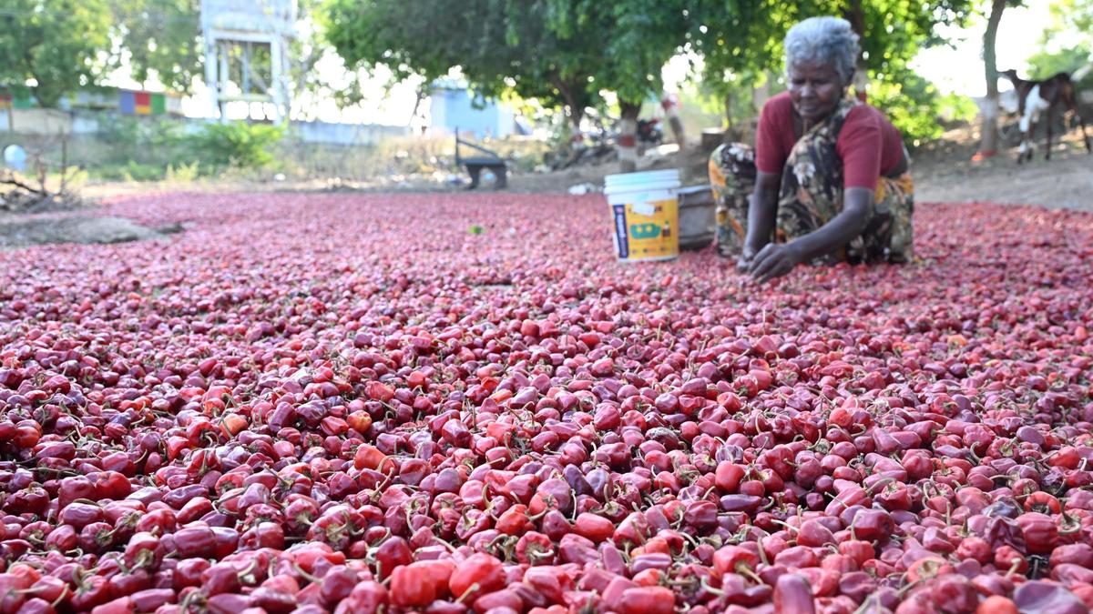 Tamil Nadu election 2026: Mudukulathur constituency expects its rightful share of Vaigai waters