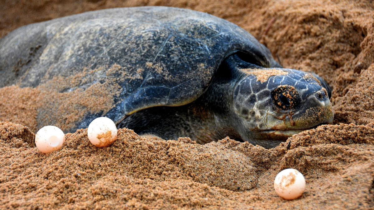 Record 6.37 lakh Olive Ridley turtles arrive at Odisha’s Rushikulya beach for mass nesting 