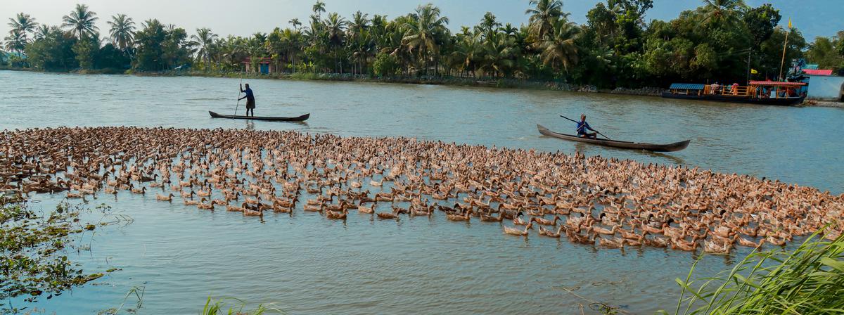 Environ 80 000 oiseaux, pour la plupart des canards, ont été morts/abattus lors du dernier épisode de grippe aviaire détecté pour la première fois à Vazhuthanam à Alappuzha en octobre 2022. 