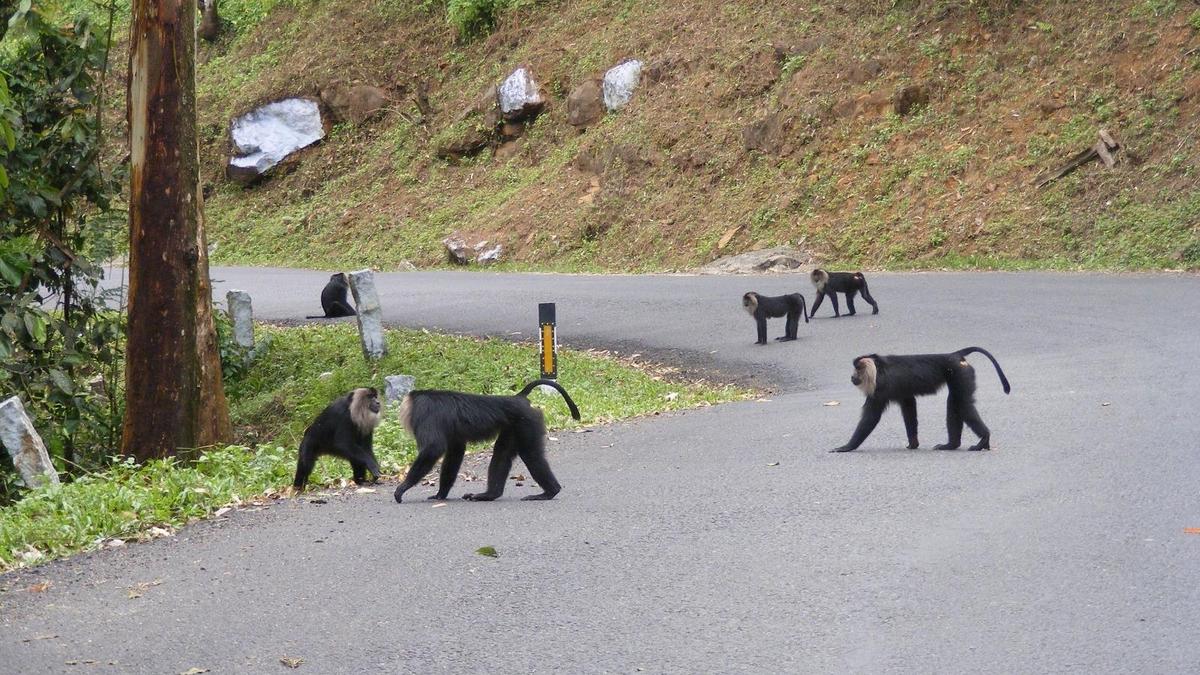 Study reveals surprising rise of lion‑tailed macaques in human-dominated landscapes