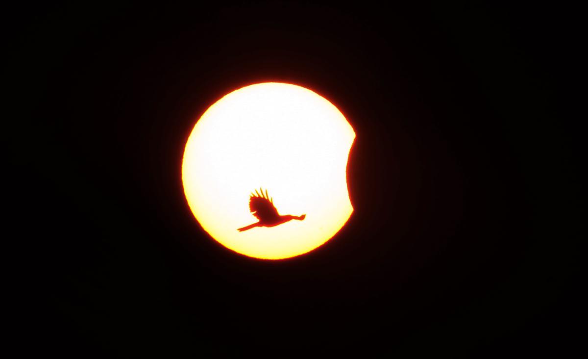 Patna: A silhouette of a bird in the backdrop of moon covering the sun during the partial solar eclipse in Patna, Tuesday, Oct 25, 2022. 