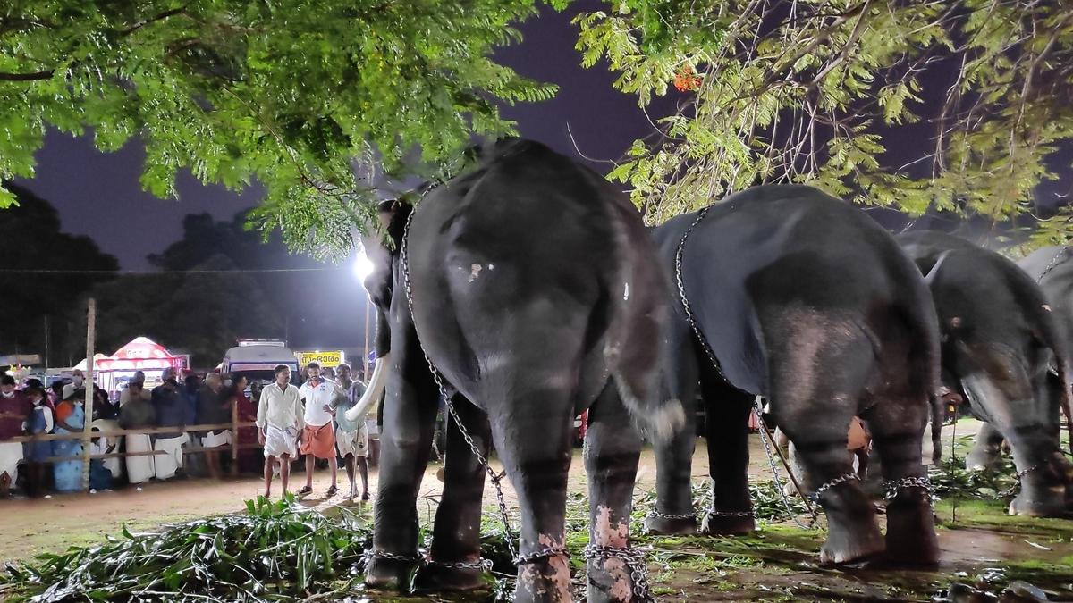 Rajan Gurukkal warns of ‘unethical’ elephant spectacles