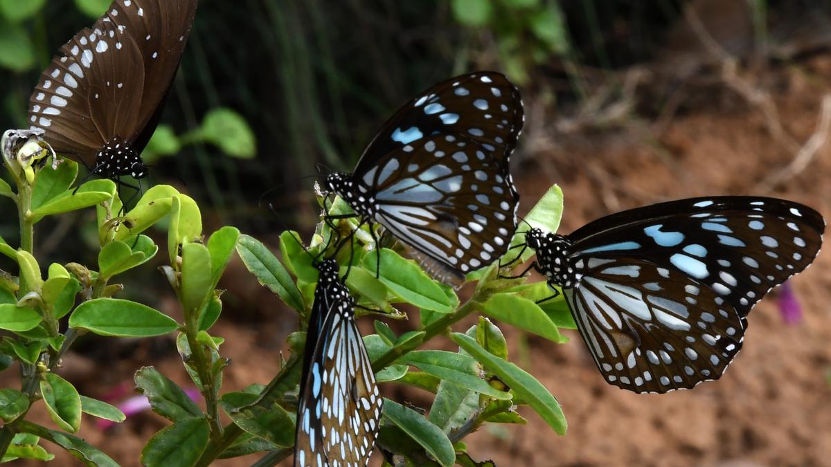 Visitors flock to Tropical Butterfly Conservatory in Srirangam during summer