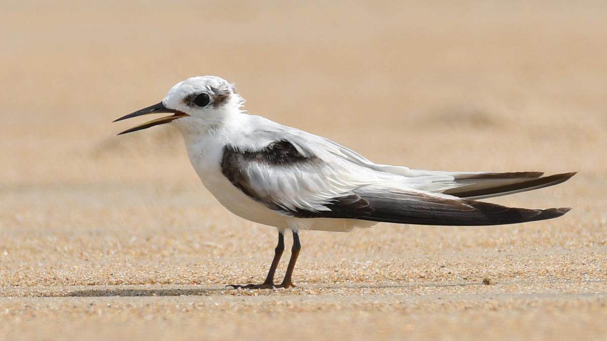 Saunders’s tern sighted at Adyar Estuary
