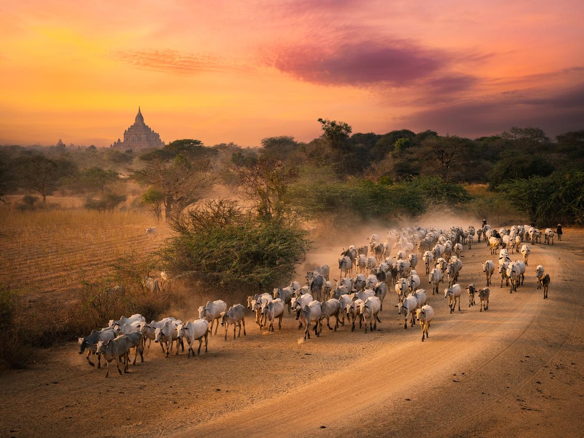 Sudhakarsingh Bondili’s photograph Shades of Bagan 