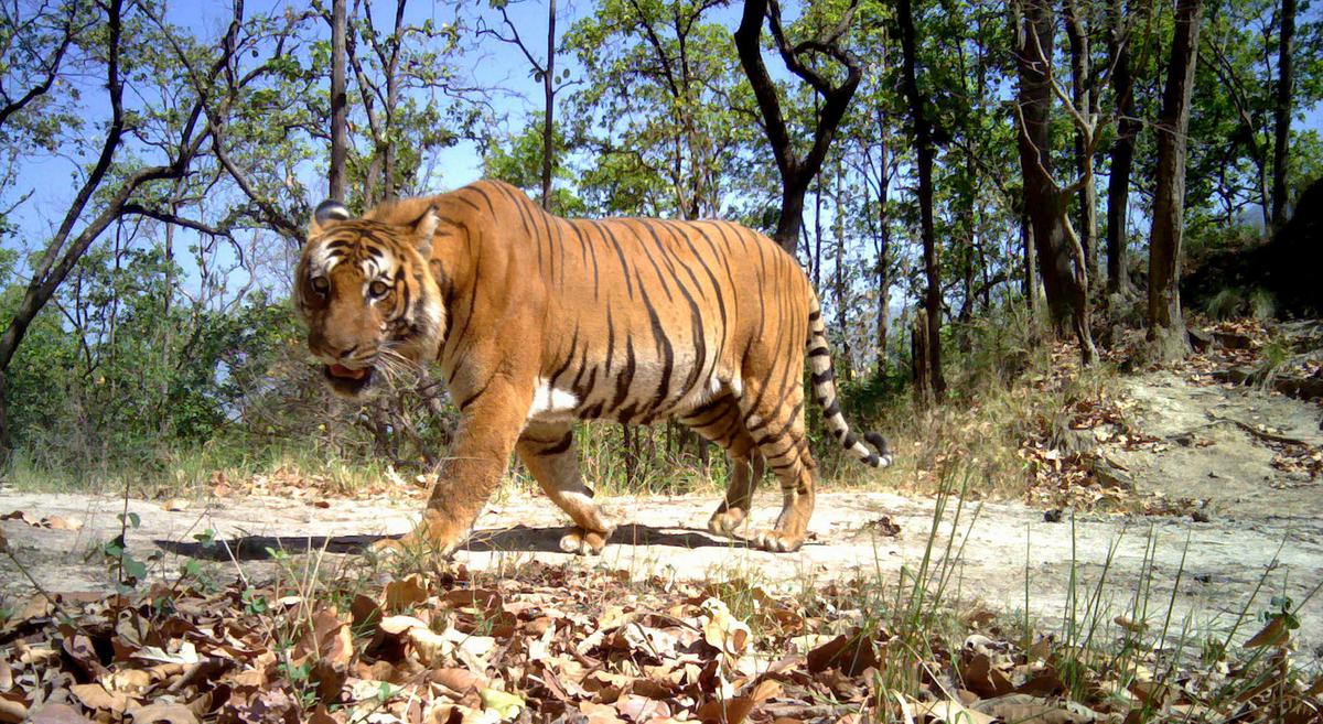 NGT imposes interim stay on construction of Pakhrau Tiger Safari in Uttarakhand