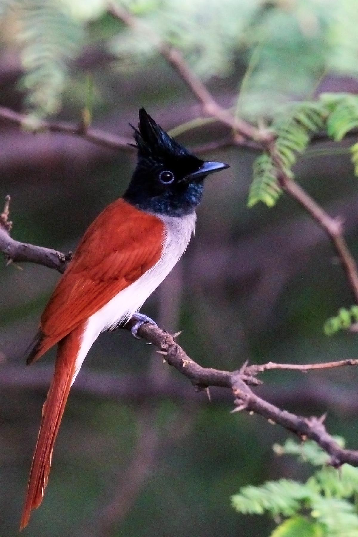 Indian Paradise Flycatcher at Puzhuthivakkam lake