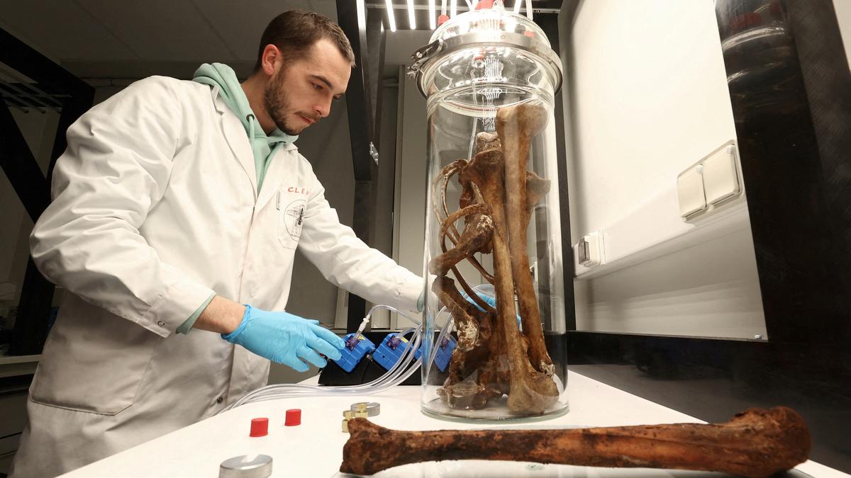 Scientist bottles smell of bones to help solve cold cases