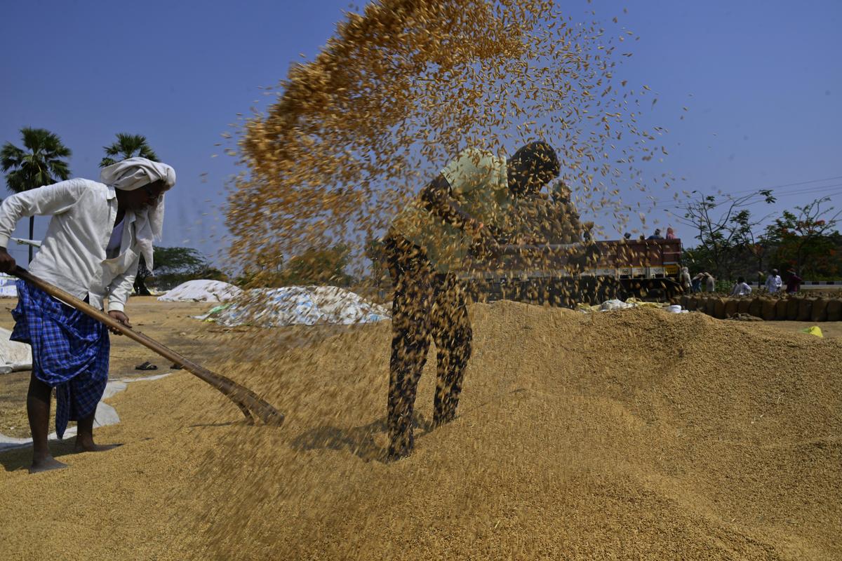 A farmer spreading the paddy for drying at the Indira Kranthi Patham (IKP) centre in Panagal, Nalgonda district, on Thursday.